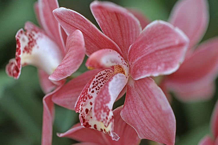 orchideen-kolumbien-reisen-tour